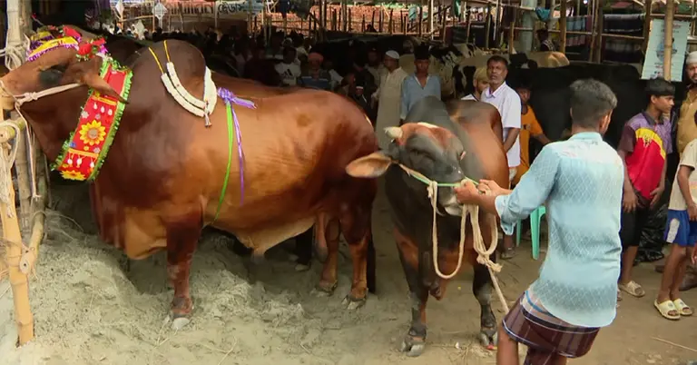 কোরবানির পশুর হাট